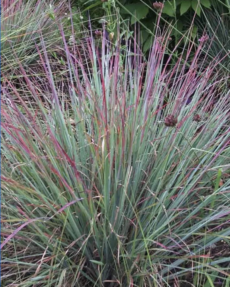 Little Bluestem 2022 Perennial Plant Of The Year Nebraska Extension